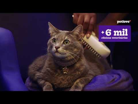 Petlove – Plano de Saúde (voz da cadelinha)